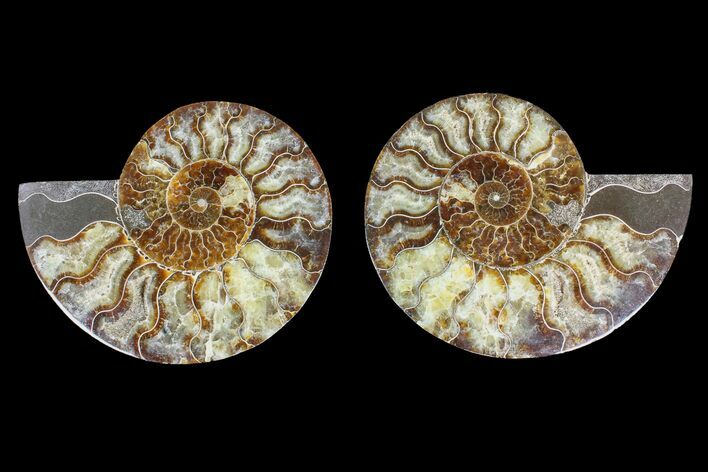 Agate Replaced Ammonite Fossil - Madagascar #166907